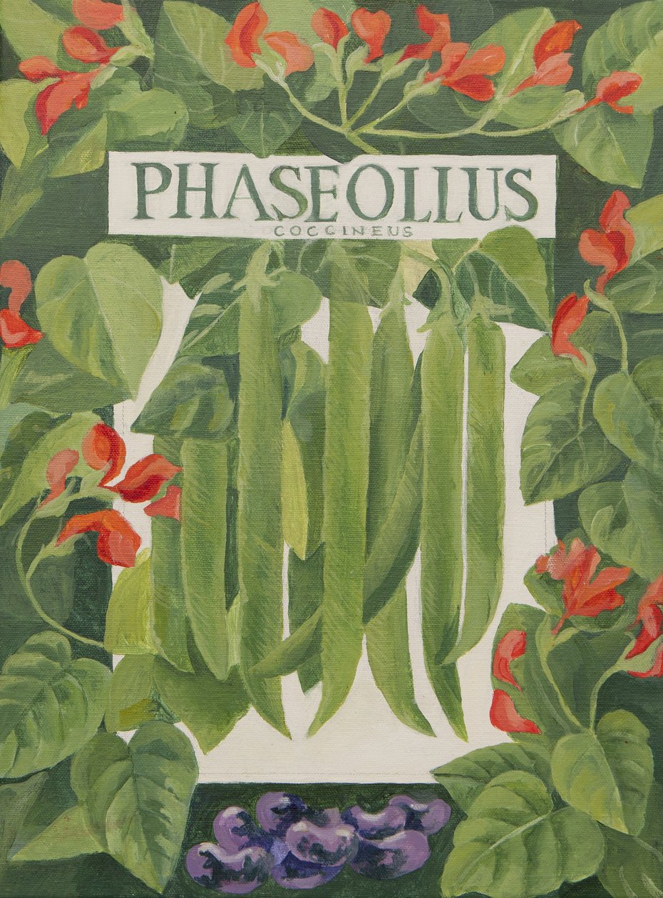 Phaseollus (haricots d