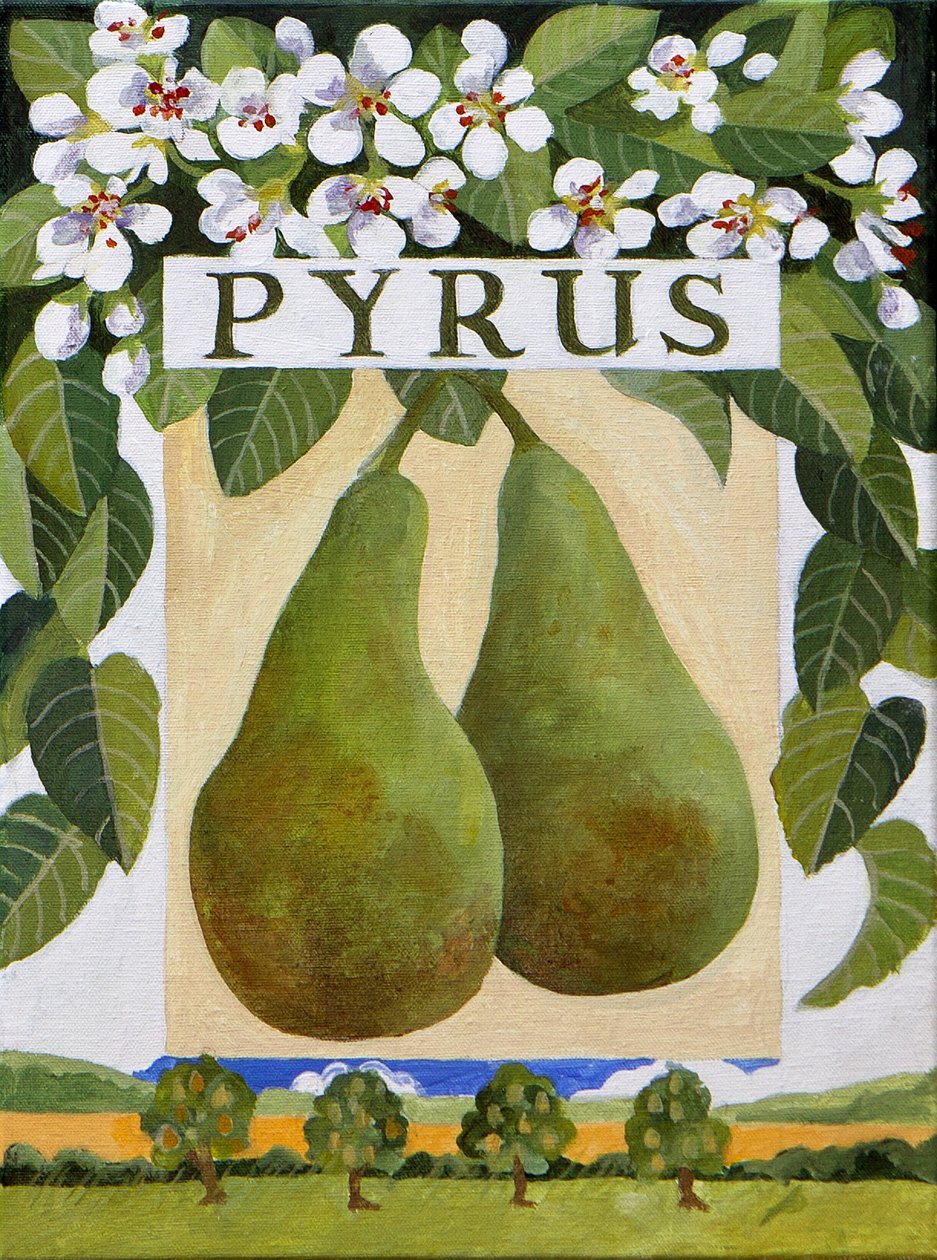 Pyrus (poire), 2014 (acrylique sur toile) - Jennifer Abbott