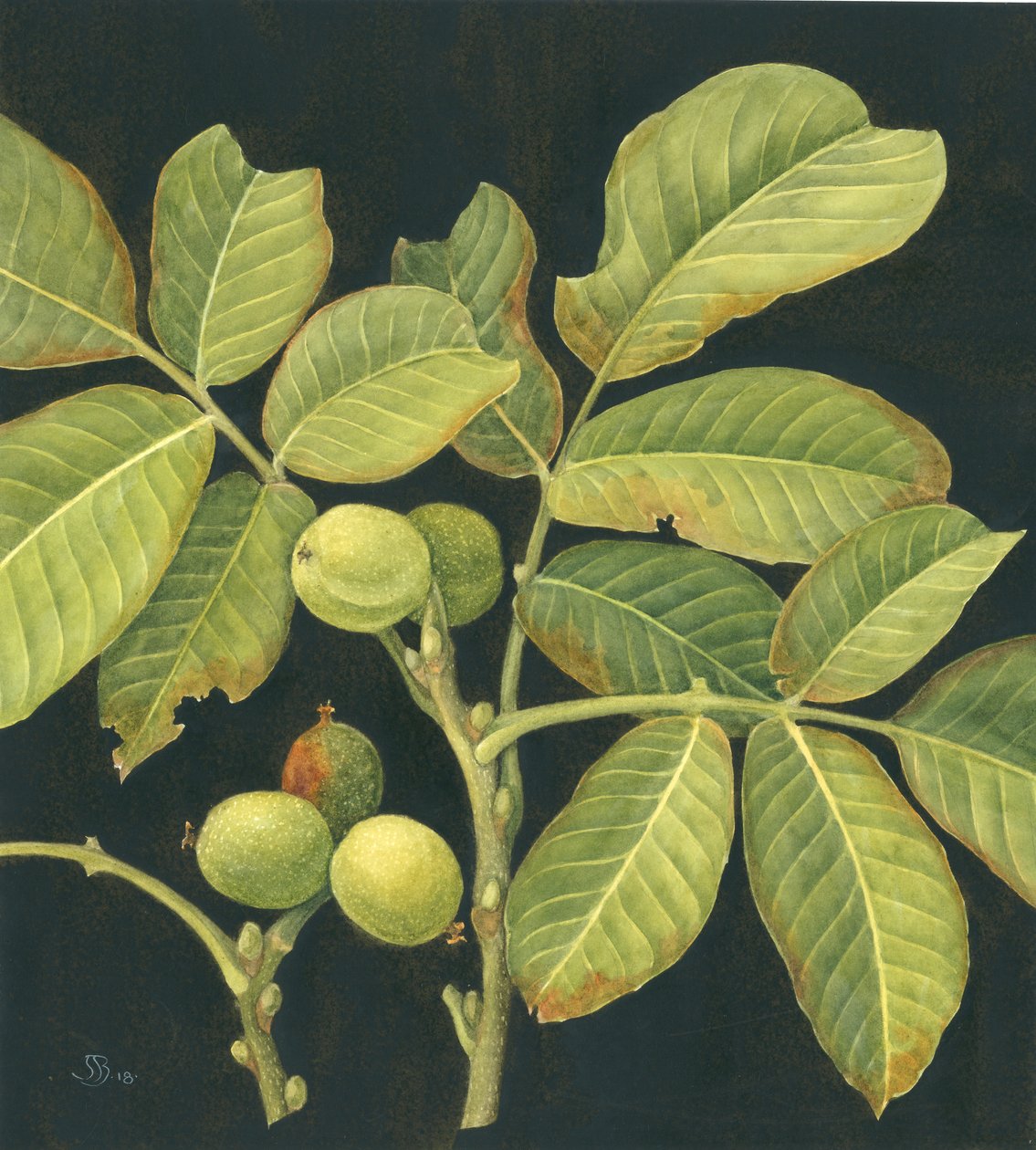 Noix verte - Jenny Barron