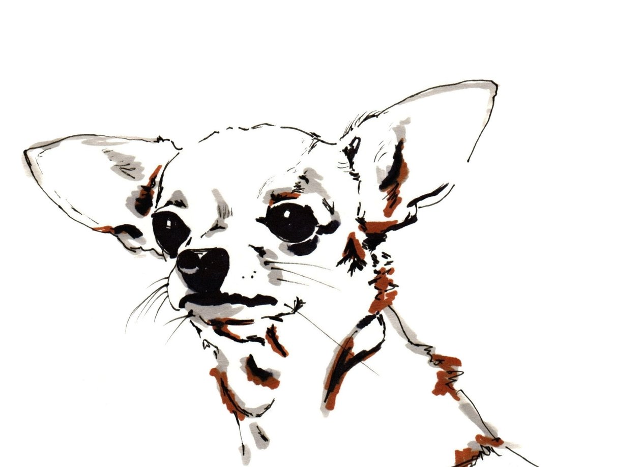 Big Ears le Chihuahua - Jo Chambers
