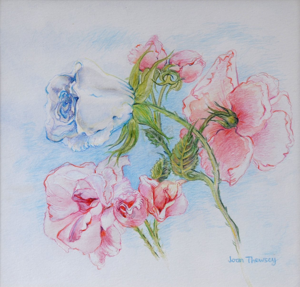 Roses du matin 2002 - Joan Thewsey