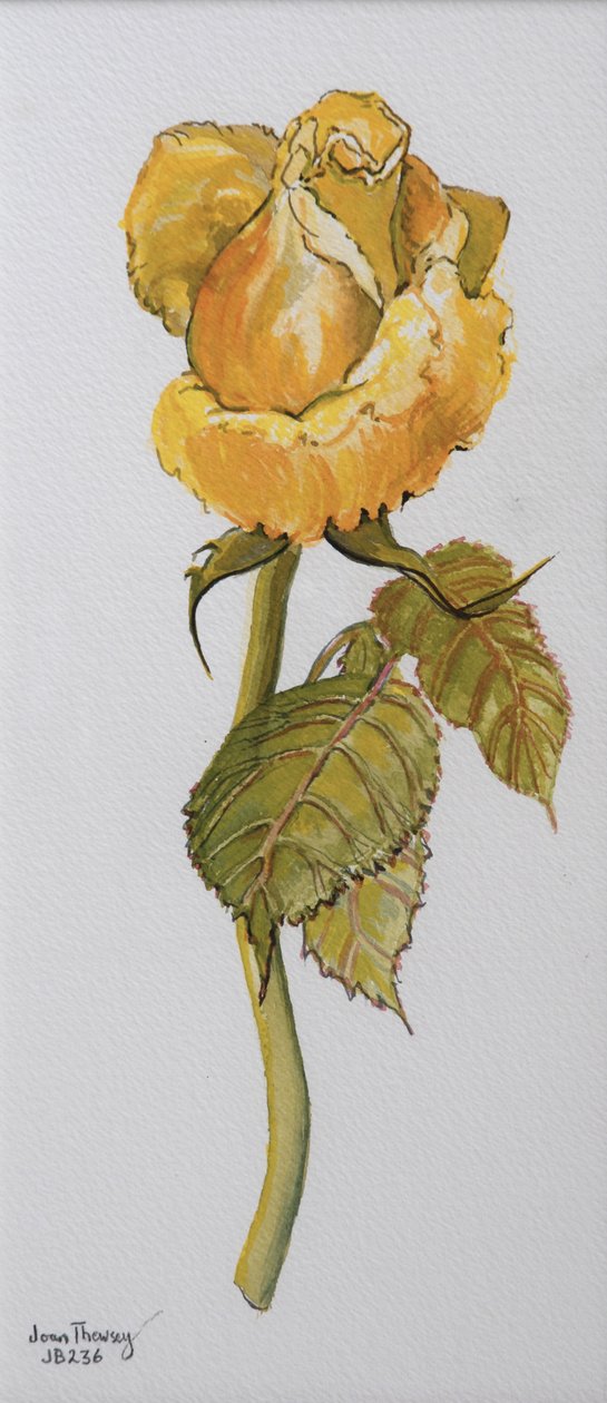 Rose jaune unique Arthur Bell 2006 - Joan Thewsey