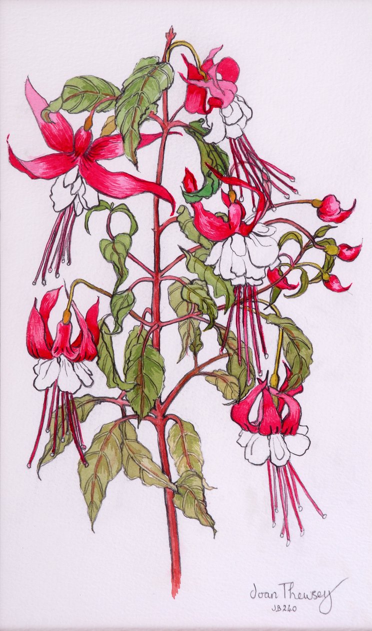 Fuchsias, 2000 - Joan Thewsey