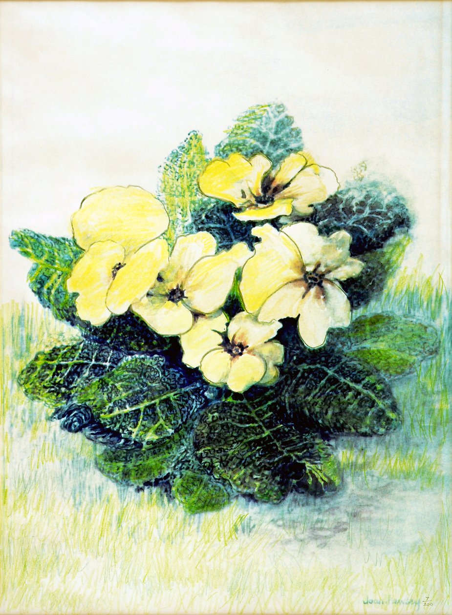 Primevère jaune pâle - Joan Thewsey