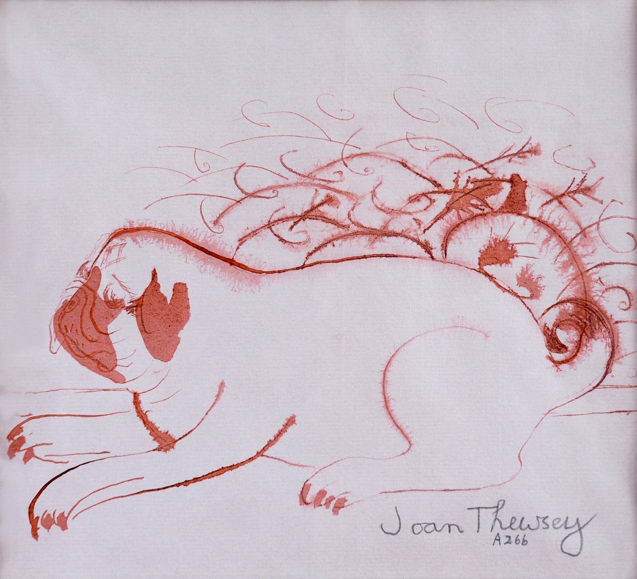 Chiot carlin 2 - Joan Thewsey