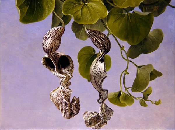 Fleurs d