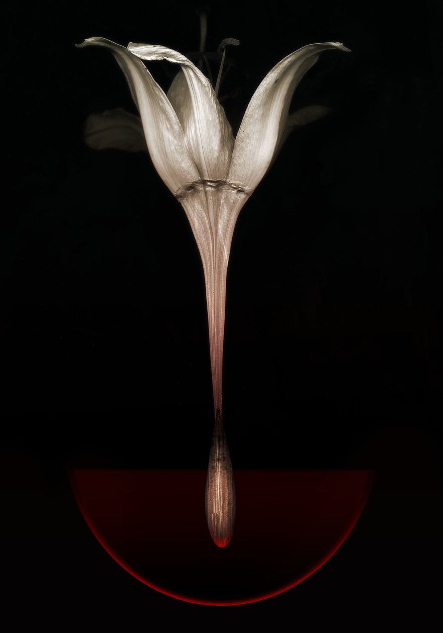 Lys saignant, 2013 - Johan Lilja