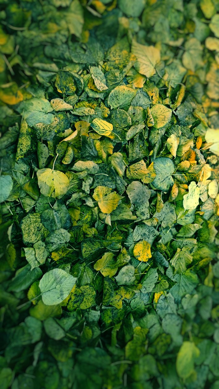 Feuille - Johan Lilja