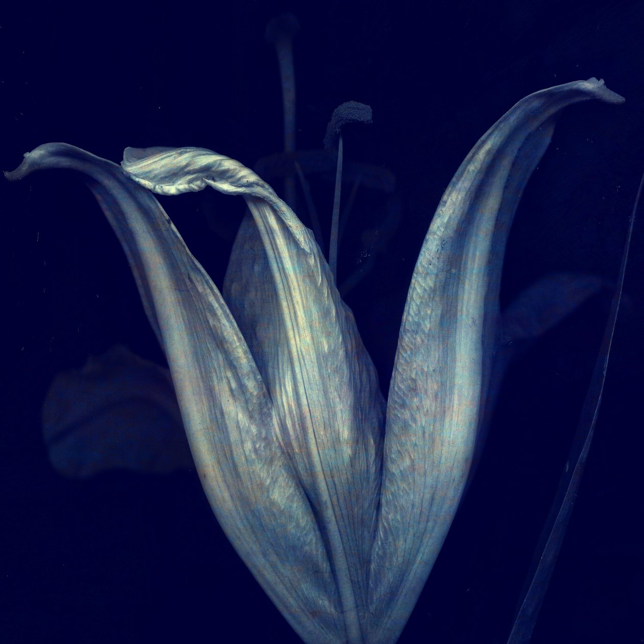 Lys 1, 2018 - Johan Lilja
