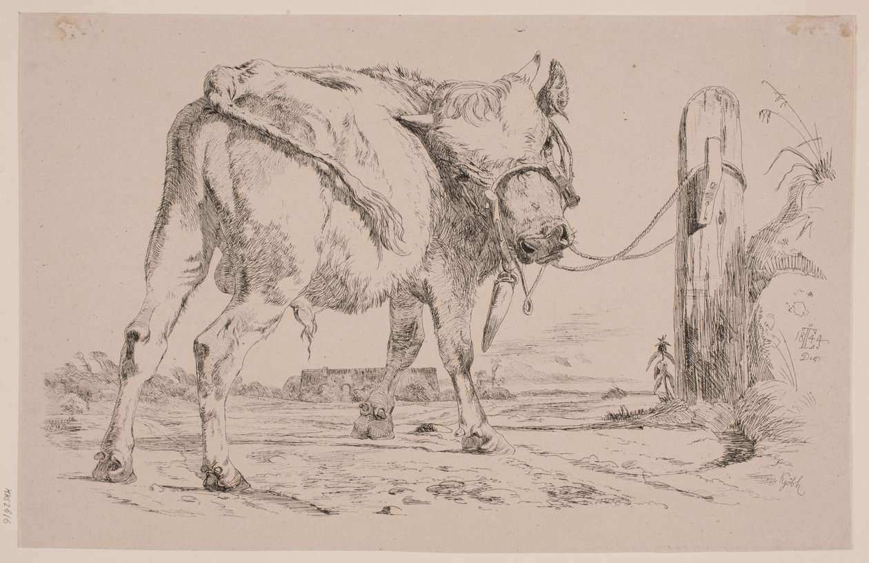 Un veau attaché à un poteau de clôture - Johan Thomas Lundbye