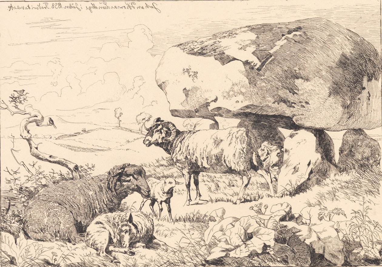 Moutons près d