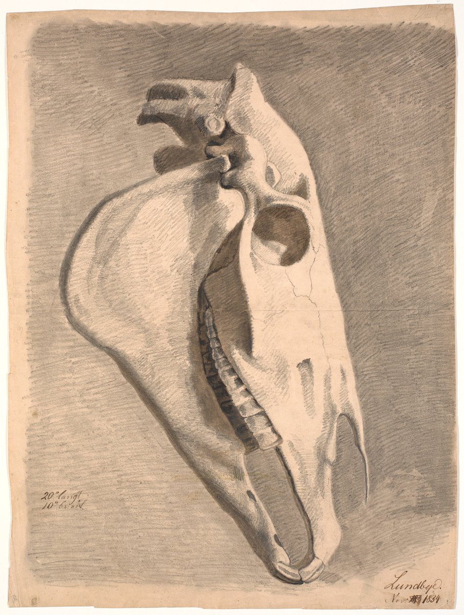 Crâne de cheval - Johan Thomas Lundbye
