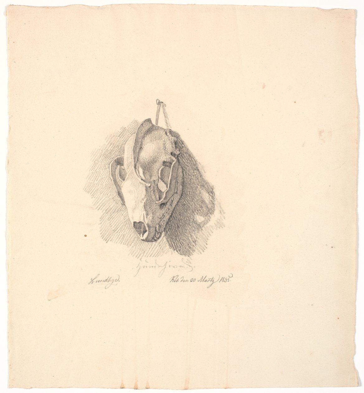 Crâne de chien - Johan Thomas Lundbye