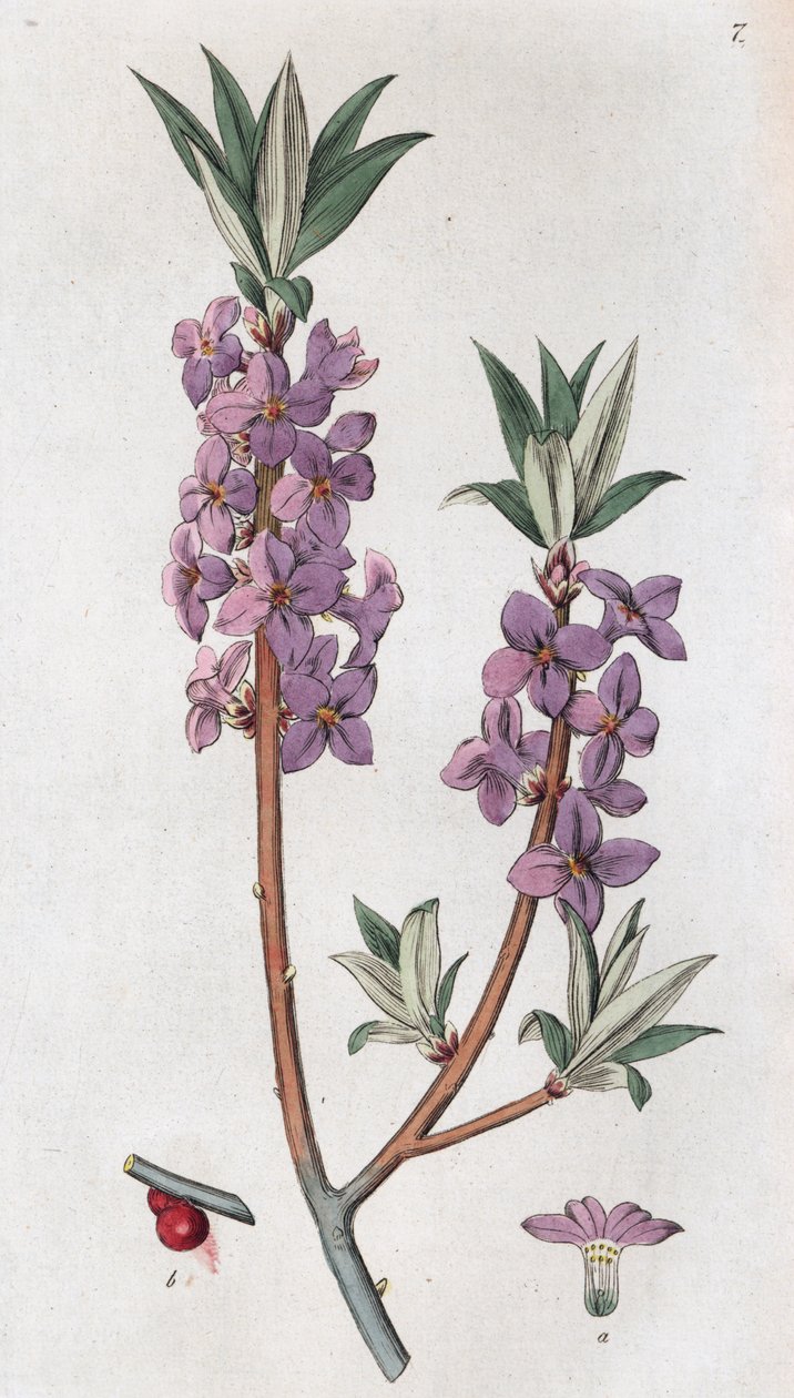 Mézéréon Daphne mezereum, 1804-1811 - Johan Wilhelm Palmstruch