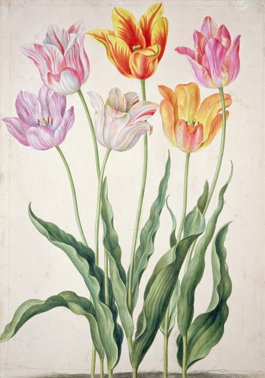Tulipes, du 