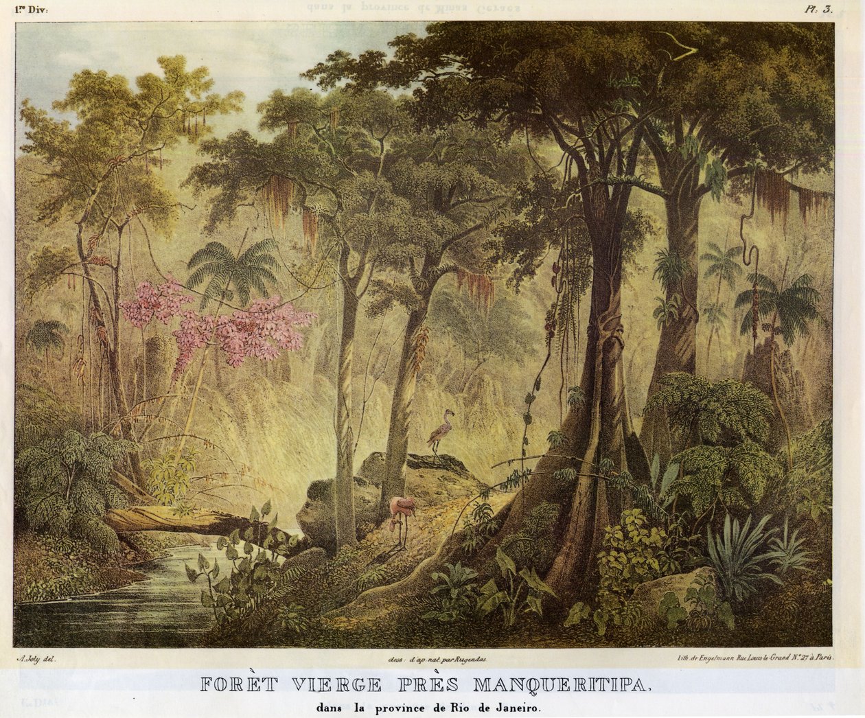 Forêt vierge près de Manqueritipa - Johann Moritz Rugendas