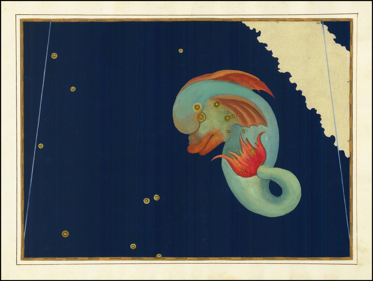 Johann Bayer, Delphinus - Johann Bayer
