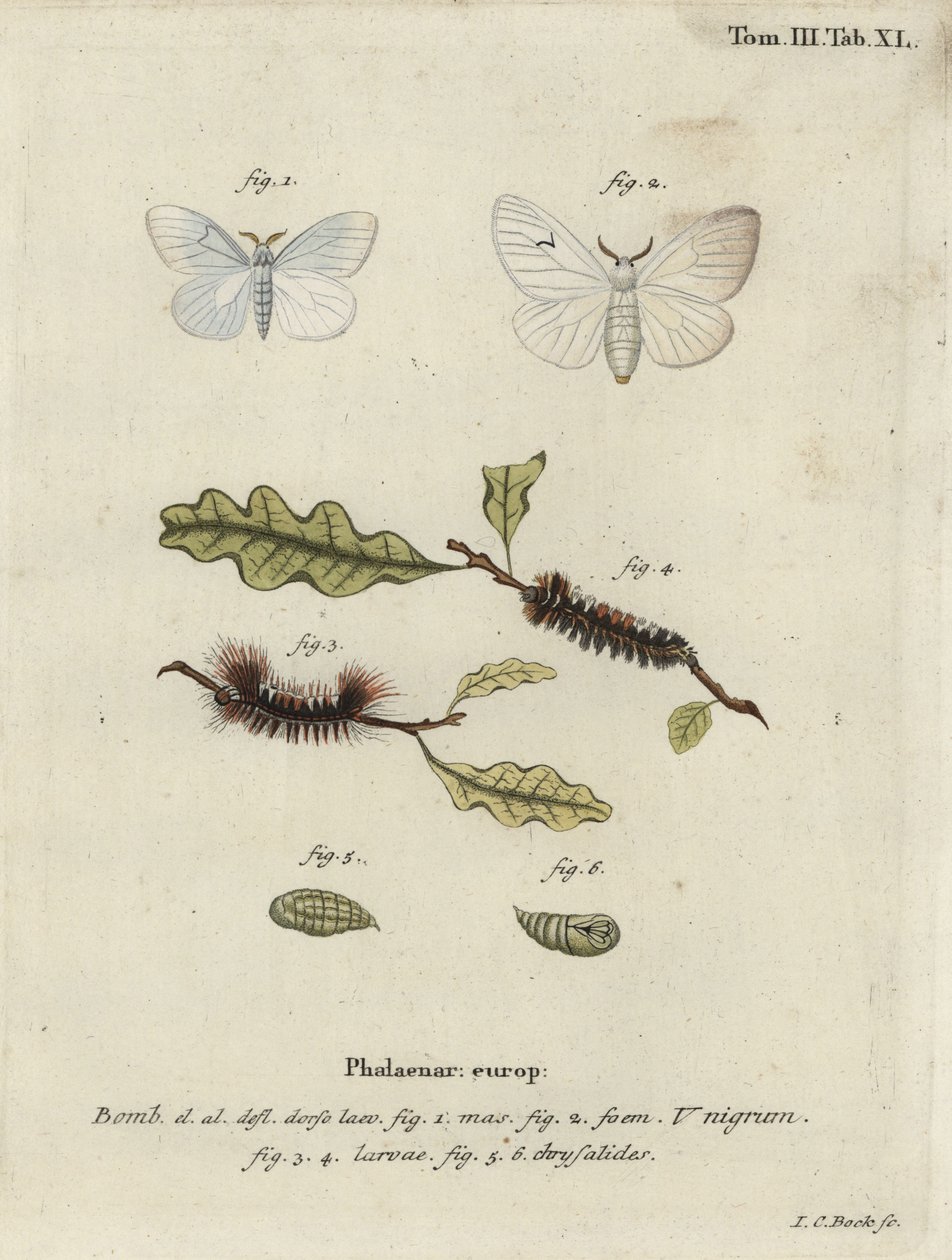 Black V moth, Arctornis l-nigrum - Johann Carl Bock