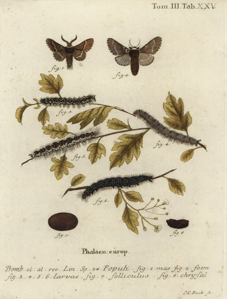 Papillon de décembre, Poecilocampa populi - Johann Carl Bock