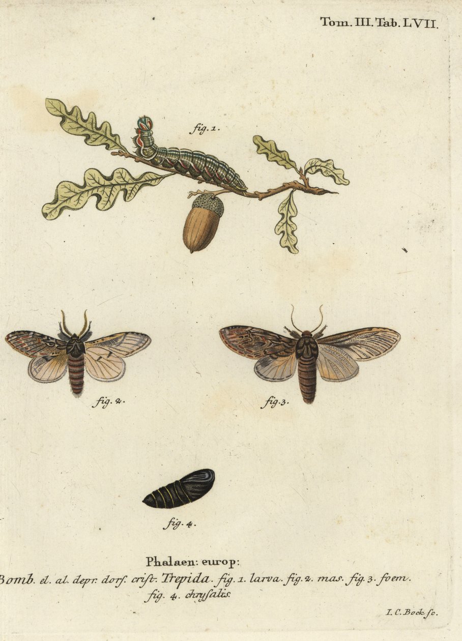 Grand prominent, Peridea anceps - Johann Carl Bock
