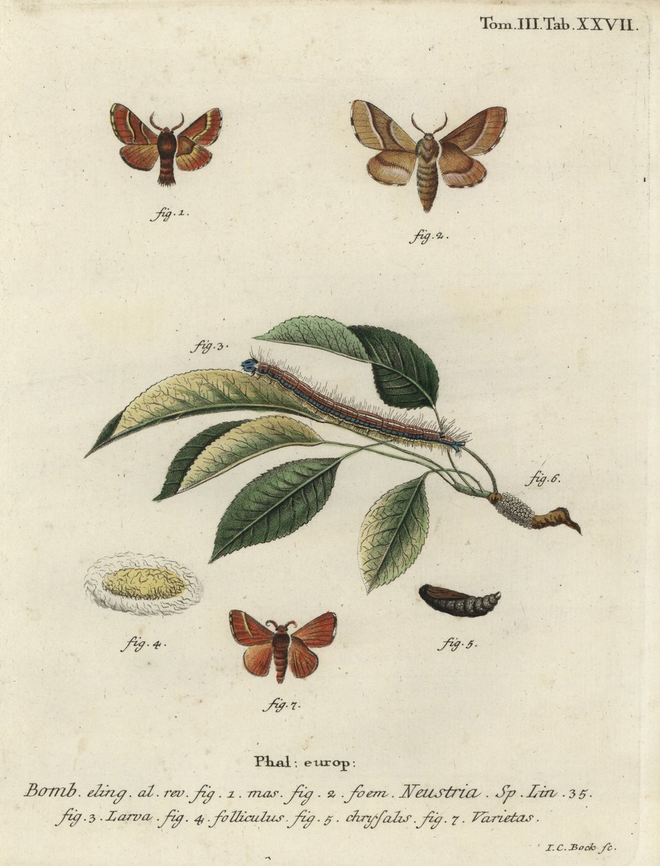 Malacosoma neustria - Johann Carl Bock