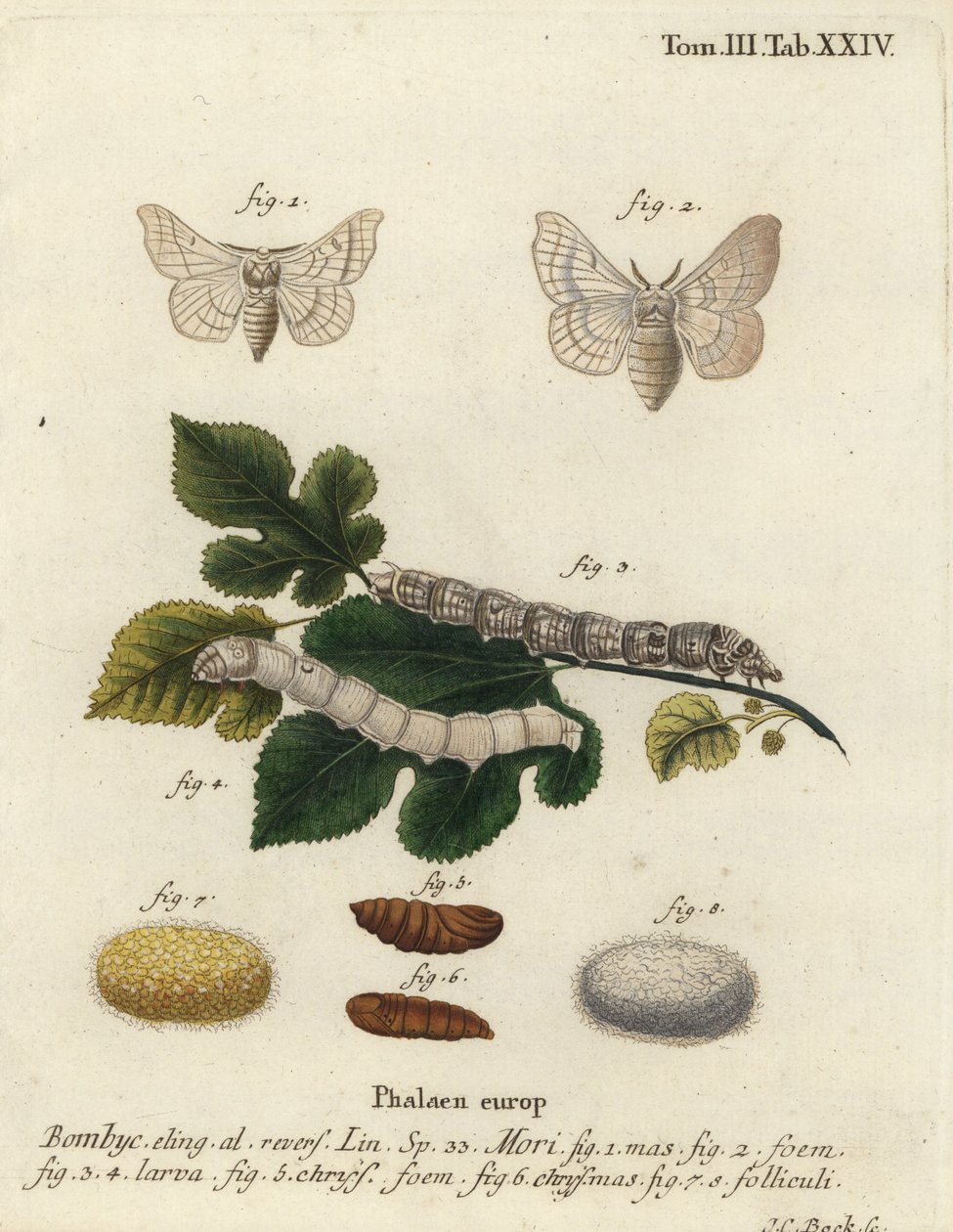 Bombyx mori - Johann Carl Bock
