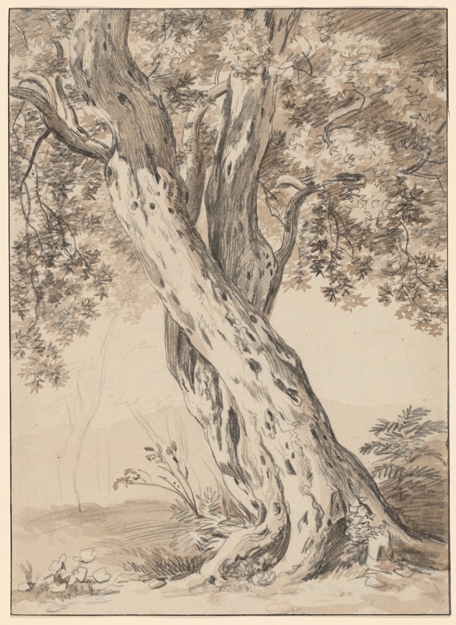 Deux Chênes Entrelacés - Johann Christian Reinhart