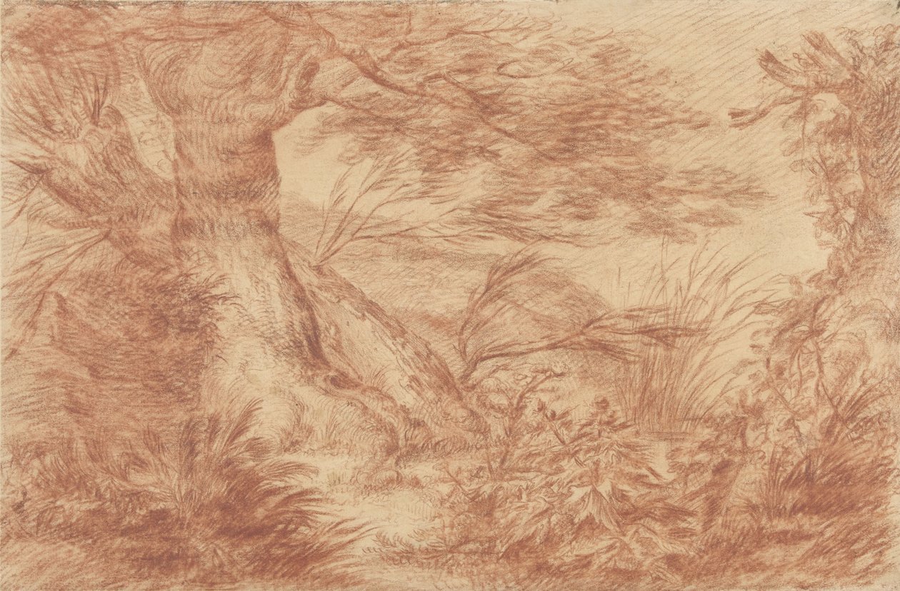 Plantes et herbes près de vieux troncs de saules - Johann Elias Ridinger