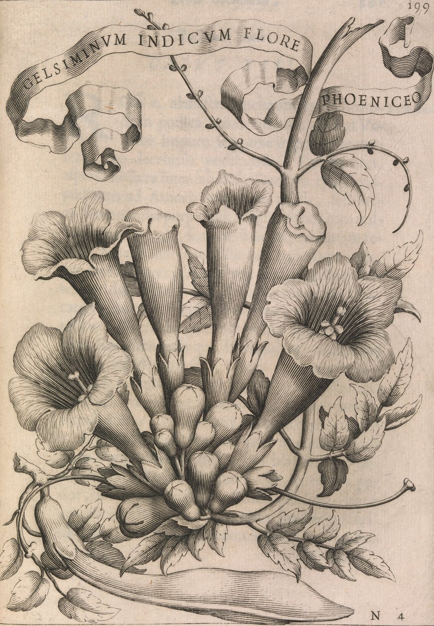 Gelsiminvm indicvm flore phoeniceo, 1633 - Johann Friedrich Greuter
