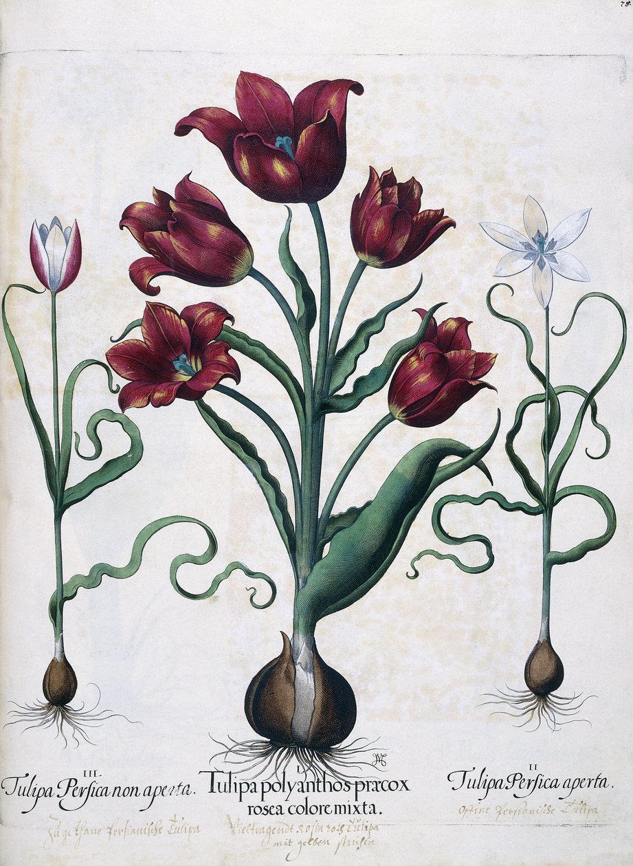 Tulipes, 1613 - Johann Friedrich Meyer