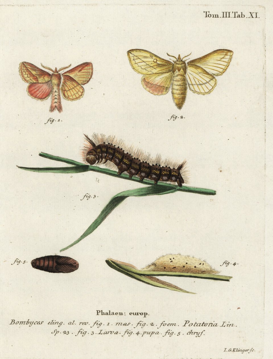 Bombyx buveur, Euthrix potatoria - Johann Georg Klinger