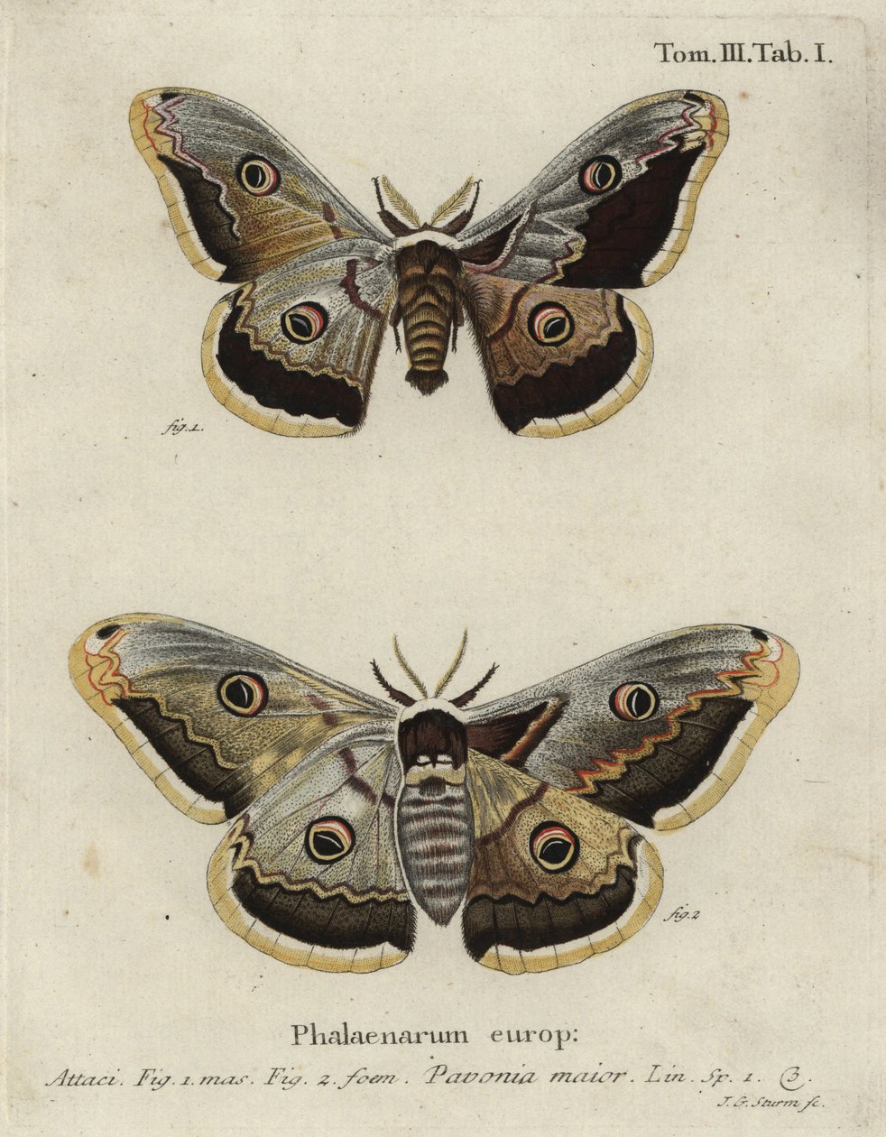 Bombyx empereur, Saturnia pavonia - Johann Georg Klinger