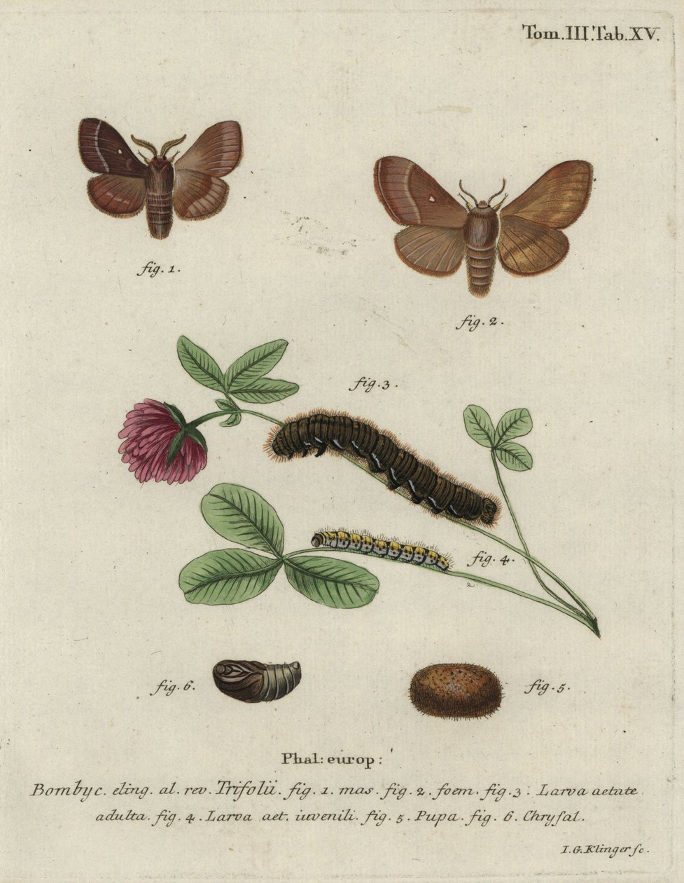Bombyx du trèfle, Lasiocampa trifolii - Johann Georg Klinger