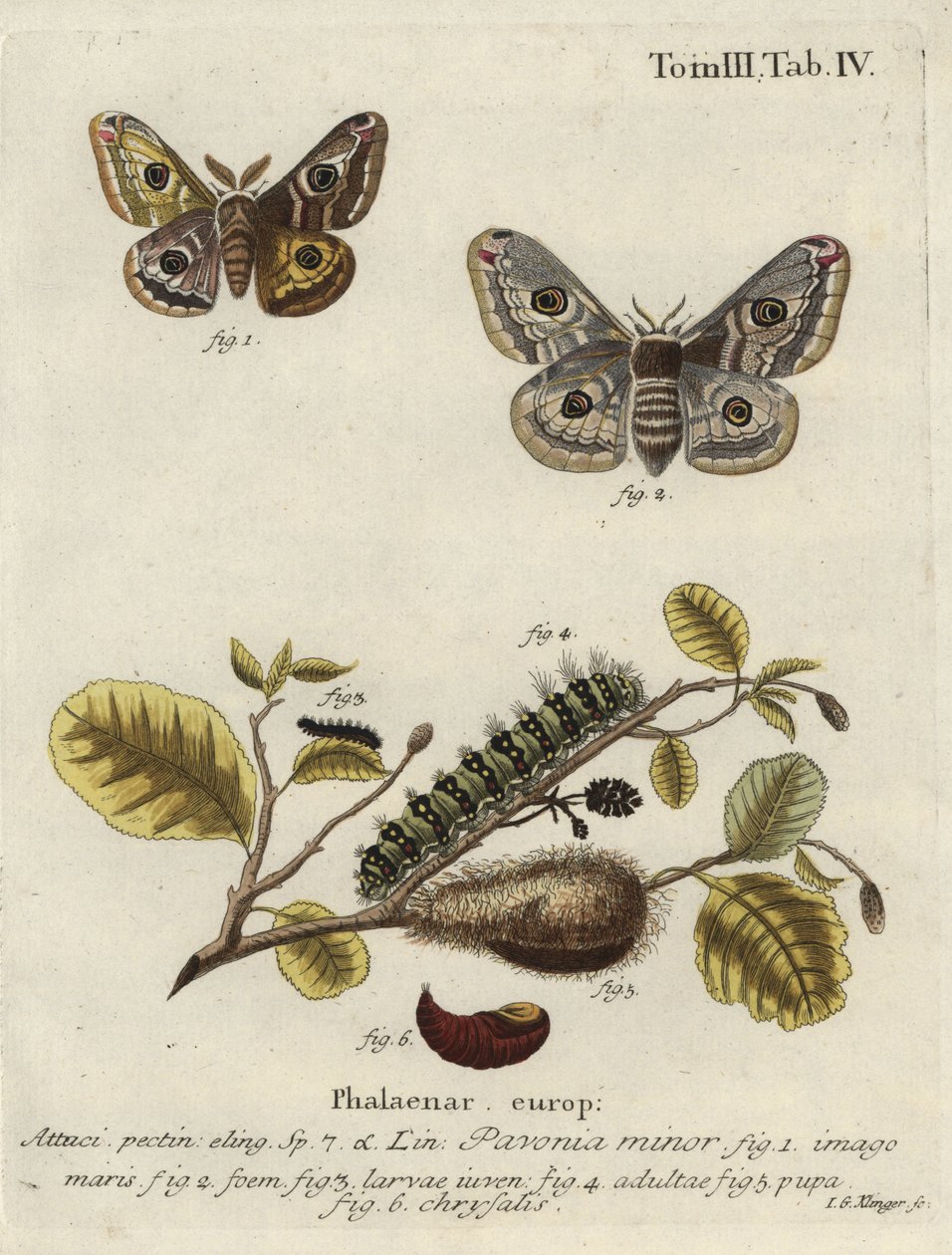 Image inconnue - Johann Georg Klinger