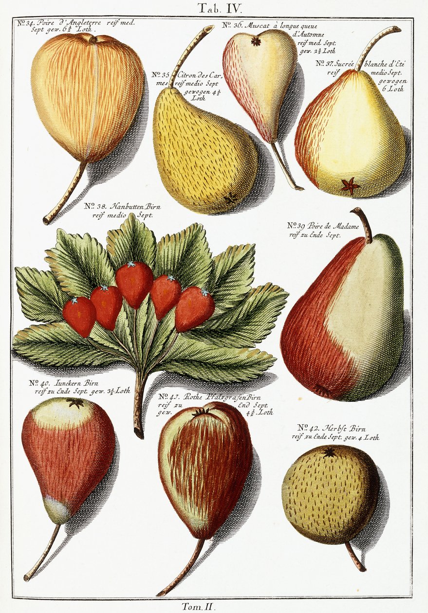 Diverses espèces de poires, 1760-1766 - Johann Hermann Knoop