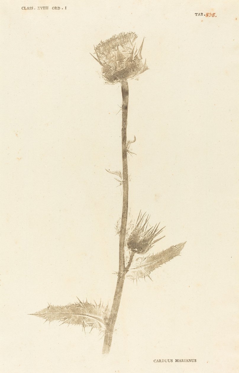 Carduus Maarianus - Johann Hieronymus Kniphof