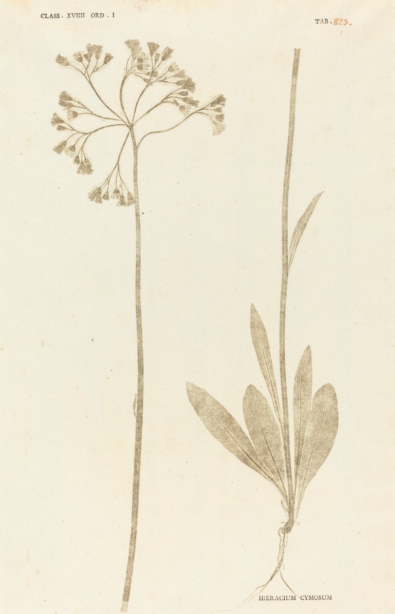 Hieracium Cymosum - Johann Hieronymus Kniphof