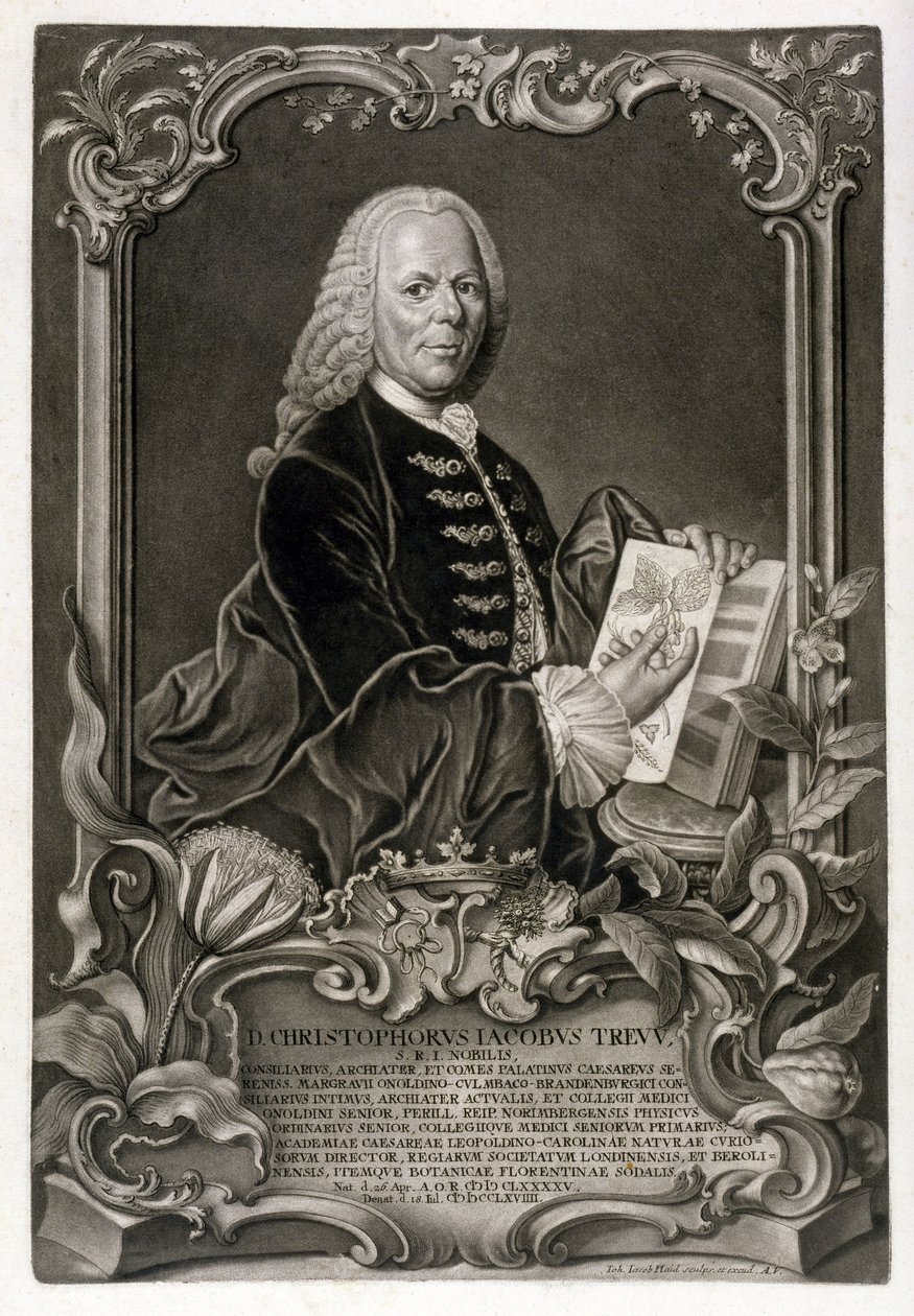 C. J. Trew, botaniste, pub. c.1768 - Johann Jakob Haid