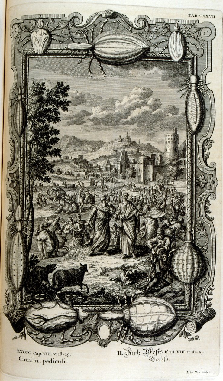 Plaie des poux et des moucherons - Johann Jakob Scheuchzer