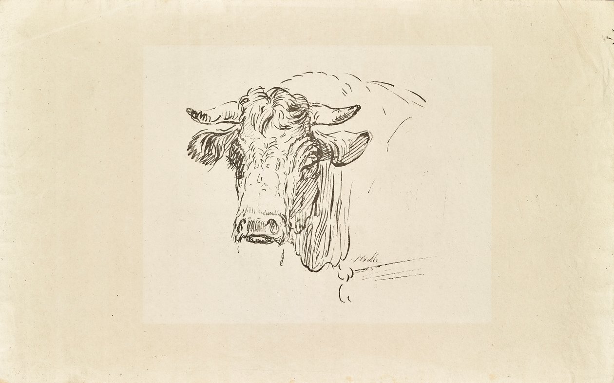 Tête de taureau - Johann Josef Schindler