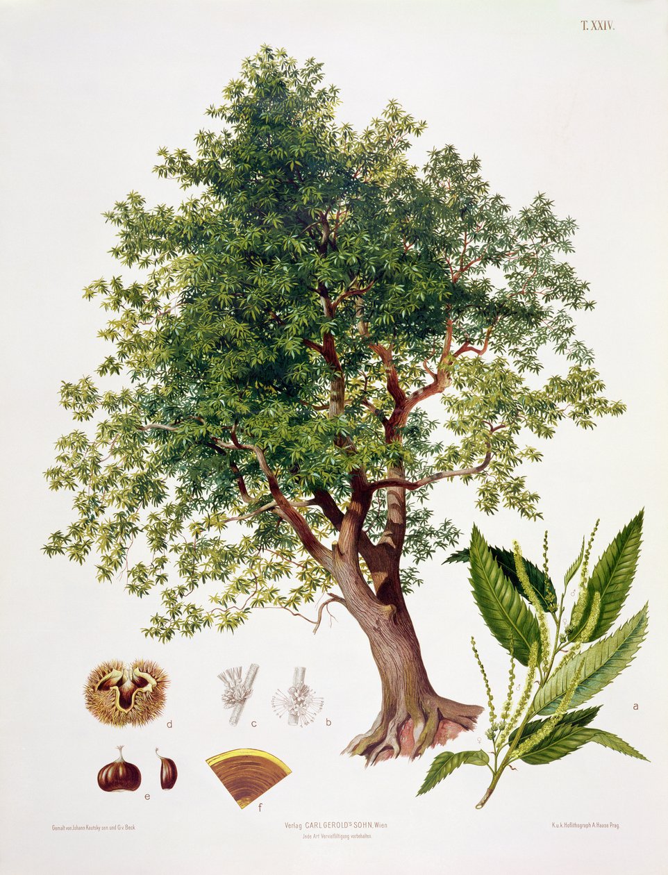 Châtaignier doux, gravé par A. Haase - Johann Kautsky