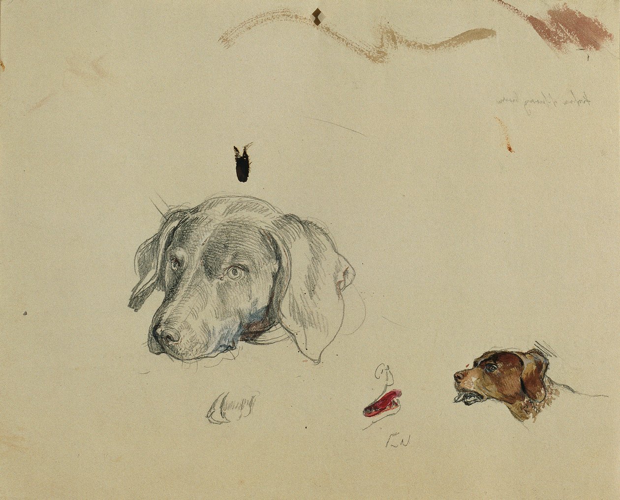 Étude de chien - Johann Peter Krafft