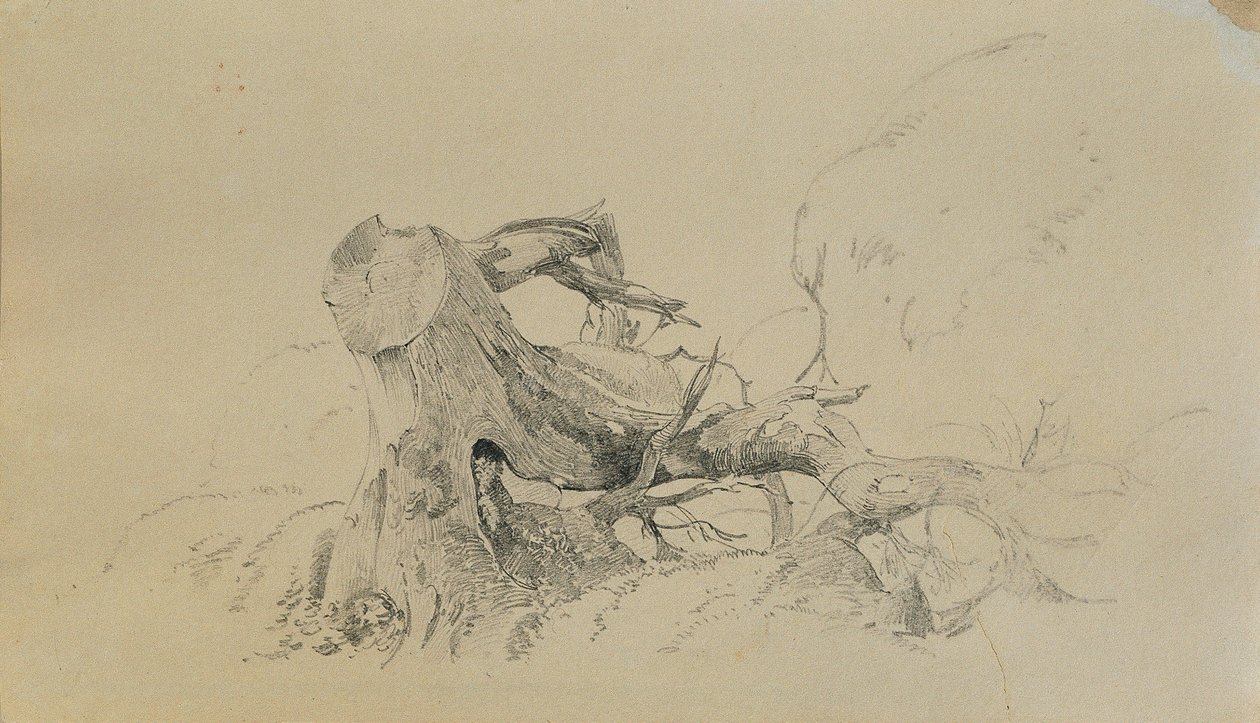 Racines, arbre renversé - Johann Peter Krafft