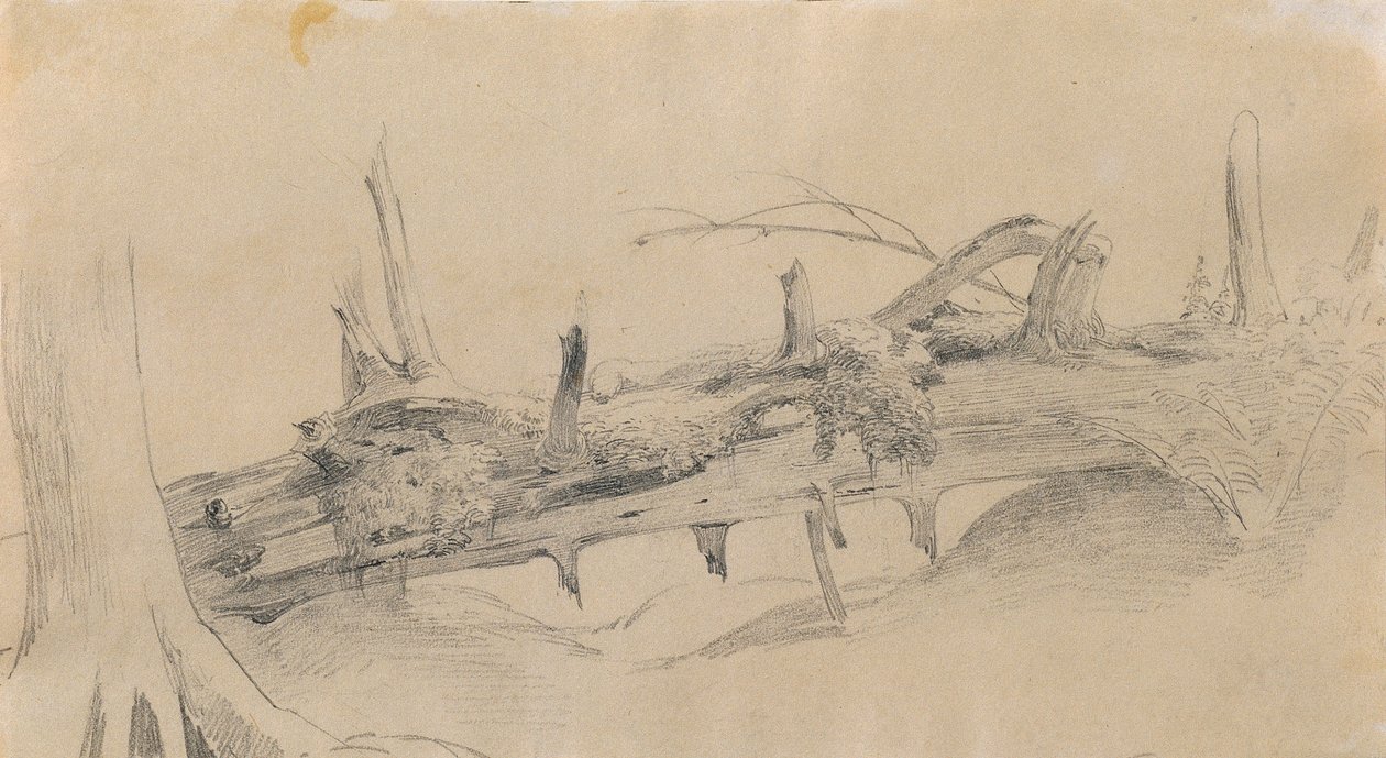 Racines, arbre renversé - Johann Peter Krafft