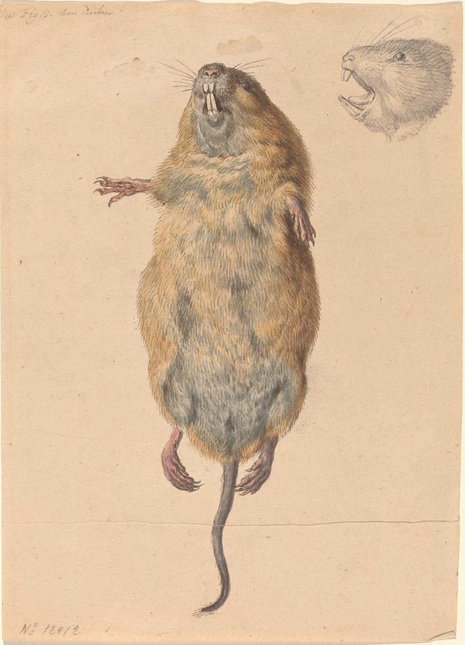 Une souris des champs, vue de dessous - Johann Rudolph Schellenberg
