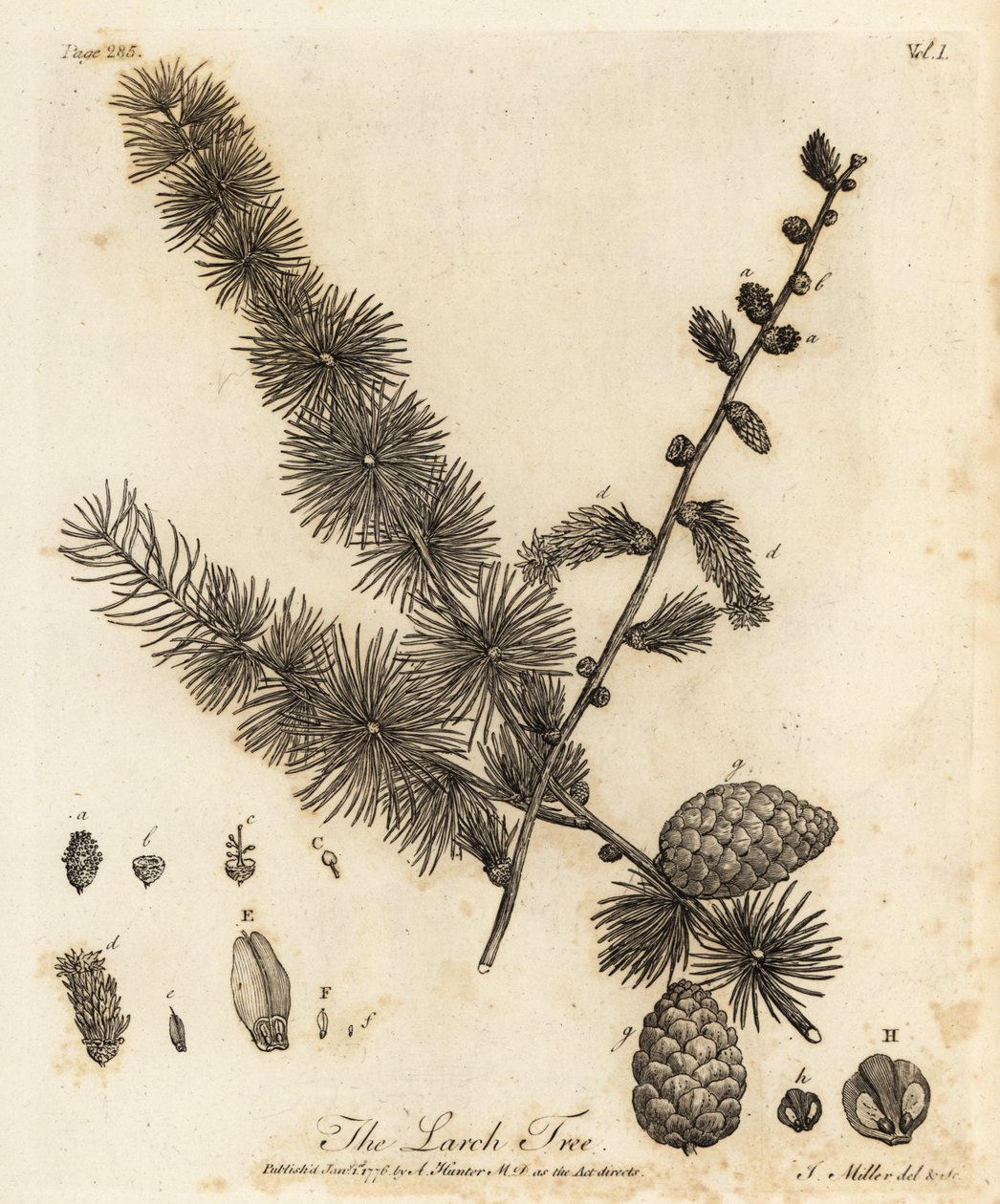 Mélèze européen, Larix decidua - Johann Sebastien Muller
