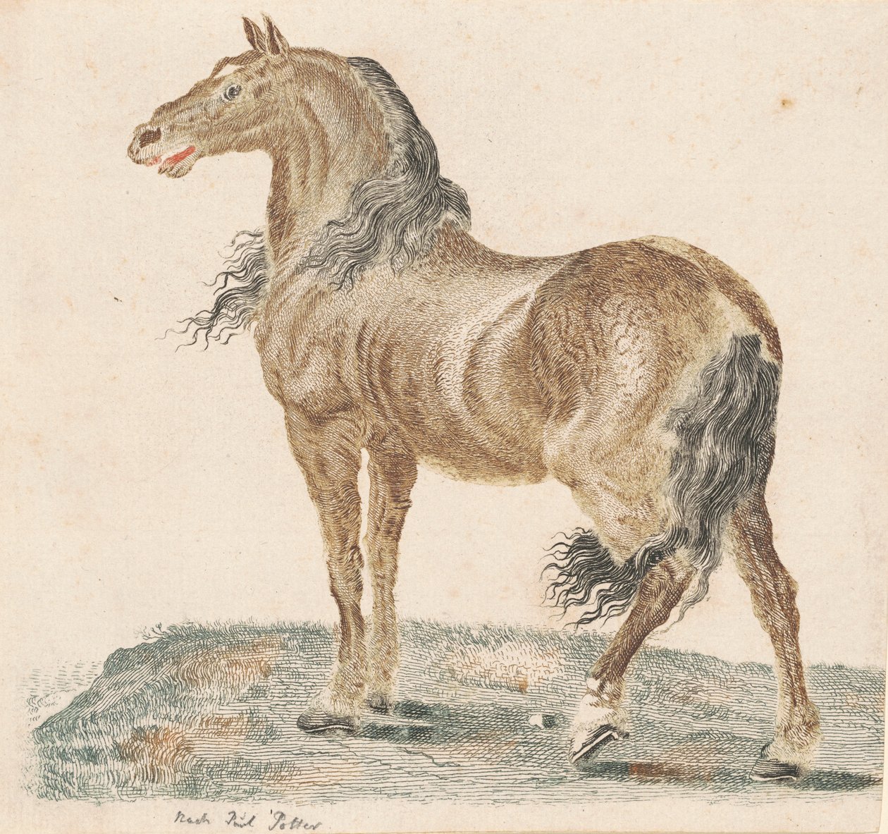 Le cheval hennissant - Johann Teyler, after Paulus Potter