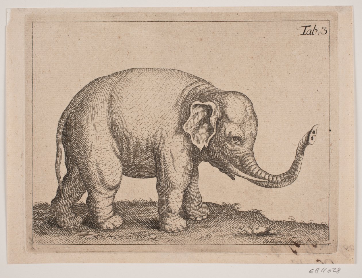 Un éléphant - Johanna Fosie