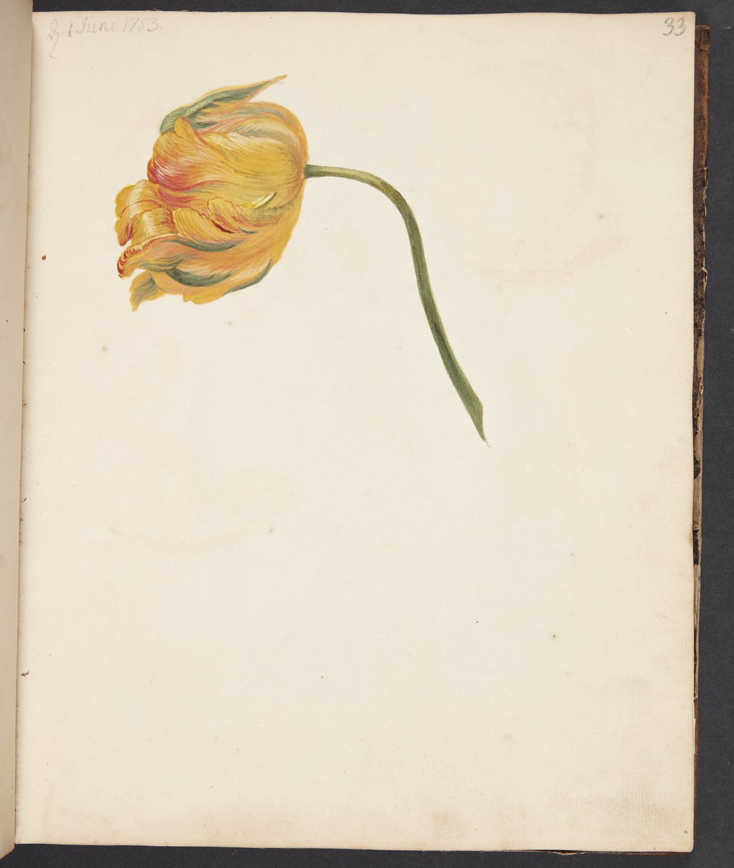 Étude de tulipe jaune - Johanna Fosie
