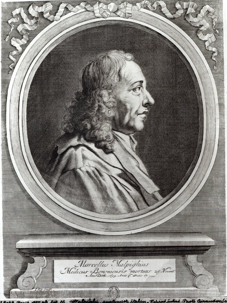 Marcello Malpighi (1628-94) à 67 ans, 1694 - Johannes Kip